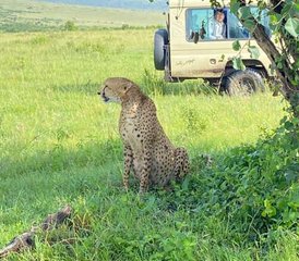 7 Day Kenya Wildlife Safari in Masai Mara, Lake Nakuru, Lake Naivasha, and Amboseli - Photo 3