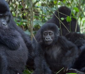  5 Day Double Gorilla Trekking Safari in Uganda's Bwindi Impenetrable Forest - Photo 4
