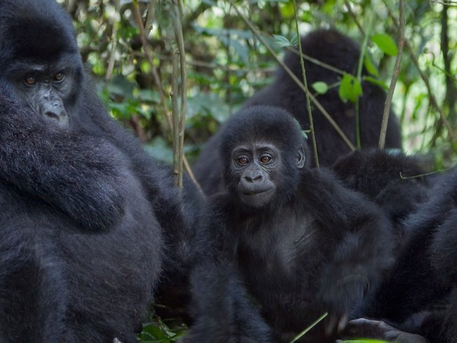 5 jours de safari double trekking des gorilles dans la forêt impénétrable de Bwindi, Ouganda - photo 4