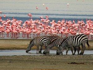 7 Day Adventurous Tarangire, Lake Manyara, Arusha, and Serengeti Safari in Tanzania 
