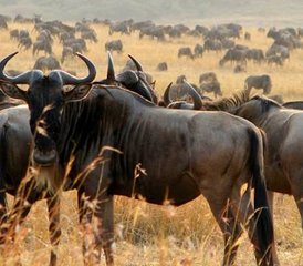 4 jours en stage de safari pittoresque dans le Maasai Mara et le lac Nakuru, Kenya - Photo 3