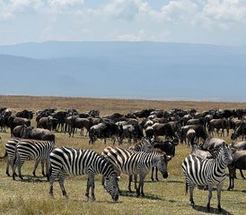 94 Tage Komfortable Mittelklasse-Safari in Tansania - Photo 1