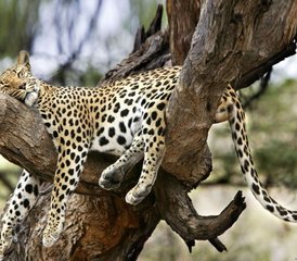 3 días de safari de lujo en la Reserva Nacional de Samburu, Kenia - Photo 4