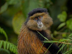 7 Day Rwanda Safari Tour - Akagera Game Drives and Golden Monkey Trekking