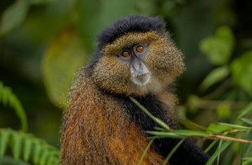 7 Day Rwanda Safari Tour - Akagera Game Drives and Golden Monkey Trekking