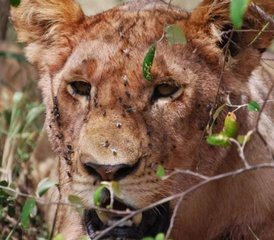 63 Day Masai Mara Safari: Experience Africa's Wild Beauty in Kenya - Photo 1