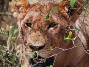 3 Day Masai Mara Safari: Experience Africa's Wild Beauty in Kenya