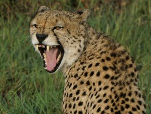 3 Day Maasai Mara Bush Experience - Group Joining Safari in Kenya