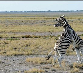 15 Tage Dünen-, Tierwelt- und Surfing-Abenteuer in Namibia - Photo 3