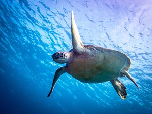 4 Day Diving Trip in Komodo National Park, Indonesia