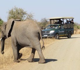 55-Tage Klassische Big-Five-Safari im Balule Nature Reserve und Kruger Nationalpark, Südafrika - Photo 1