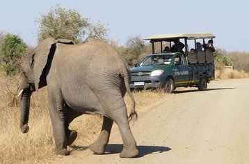 5 días de safari clásico de los Cinco Grandes en Balule Nature Reserve y Parque Nacional Kruger, Sudáfrica