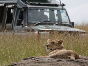 4 Day Group Safari in Lake Nakuru and Maasai Mara