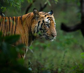 12 Tage Luxus-Wildtiertour in Pench, Kanha und Bandhavgarh, Indien - Photo 2