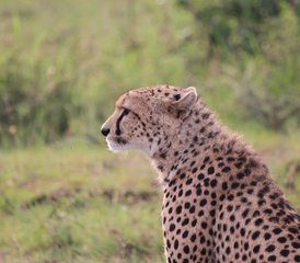 10 Tage Beste Kenia-Lodge-Safari | Big Five Wildtiere in Amboseli, Aberdare, Lake Nakuru, Lake Naiva, Kenia - Photo 2