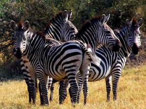 3 jours safari faune au lac Mburo, Ouganda