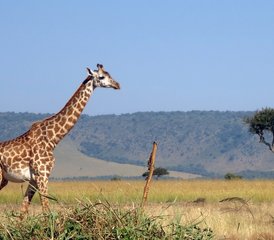4 Day All-Inclusive Lake Nakuru and Masai Mara Private Safari in Kenya - Photo 5