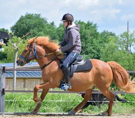 2 Day "Cool and Gourmet" Horse Riding Holiday in Lupiac, Occitanie - Photo 2