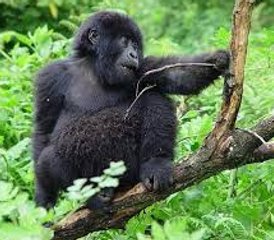3 días de safari fascinante con gorilas en el Parque Nacional Impenetrable de Bwindi - Photo 4