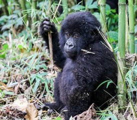 113 días de safari de rastreo de gorilas en Ruanda en el Parque Nacional de los Volcanes - Photo 1