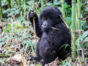 3 Tage Gorilla Tracking Rwanda Safari im Volcanoes Nationalpark, Ruanda