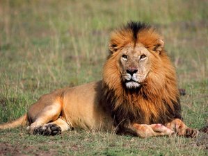 8 Days Unforgettable Safari in Kenya 