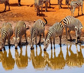 115 Tage Camping-Safari in Tansania: Erkundung des weltberühmten Serengeti-Nationalparks und des Ngorongoro-Kraters - Photo 1