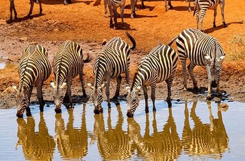 5-Daagse Kampeer Safari in Tanzania: Verken de Wereldberoemde Serengeti en Ngorongoro Krater