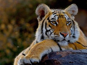 6 Day Bardiya National Park Jungle Wildlife Tour in Nepal