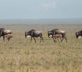 3-Daagse Tarangire Serengeti en Ngorongoro Krater Safari in Tanzania - Photo 5