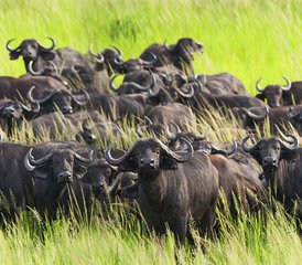 3 Day Serengeti Joining Group Safari in Tanzania - Photo 3