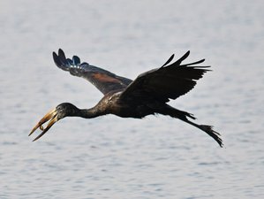 7 Tage Uganda Vogel- und Big-Five-Safari: Ziwa Nashornschutzgebiet, Royal Mile, Murchison Falls