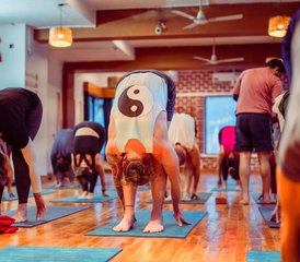 7 días de formación de profesorado de yin yoga de 50 horas en Rishikesh, India - Photo 5