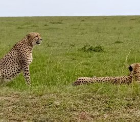 43-Daagse Privé Masai Mara National Reserve Safari in Kenia met Big Five en Great Rift Valley - Photo 1