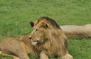 3 jours en stage de safari en groupe au parc national du Serengeti et au cratère du Ngorongoro, Tanzanie