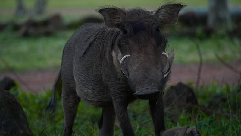 4 Day Ghana Safari at Cape Coast and Mole National Park