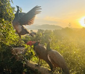 8 Tage Achtsames Yoga Retreat in einer Wundervollen Finca auf Mallorca Spanien - Photo 5