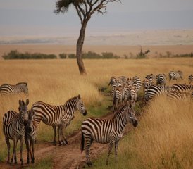 4 Day Unforgettable Masai Mara Safari in Kenya - Photo 5