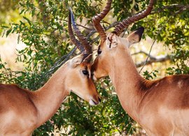 Gauteng Retreats & Trips