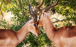 Gauteng Retreats & Trips