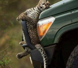 7 jours safari économique Best of avec montgolfière incluse, Kenya - Photo 2