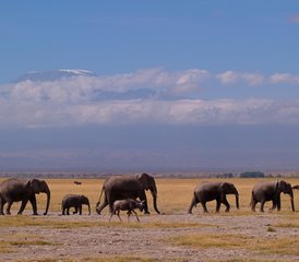 010 jours en stage de culture africaine et safari animalier au Kenya et en Tanzanie : voir le Serengeti et le Maasai Mara - Photo 1