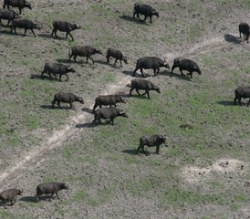 6-Daagse Noord-Botswana Avontuur Safari naar Victoria Falls, Zimbabwe - Photo 5