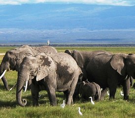 63 jours safari observation des grands éléphants à Amboseli, Kenya - Photo 1
