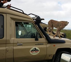 7-Daagse Beste Van De Northern Circuit Budget Safari in Tanzania - Photo 5