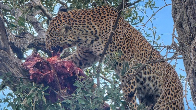9 Day Magical Masai Mara, Lake Nakuru, Serengeti, and Ngorongoro Safari in Kenya and Tanzania