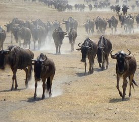 3 Tage Mikumi-Nationalpark und Maasai-Kultur-Erlebnis in Tansania - Photo 5