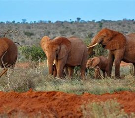 3-Daagse Saltlick naar Amboseli Safari in Kenia - Photo 2