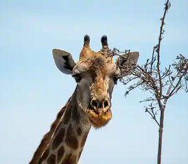 110 días de expedición safari por lo más destacado del norte de Botsuana - Photo 1