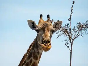 10 Day Northern Highlights Expedition Safari in Botswana